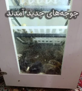 حس بد بازنده بودن