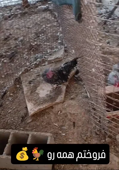 سایت‌های کار داوطلبانه