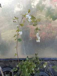 رفتنی شدیم به تبریز