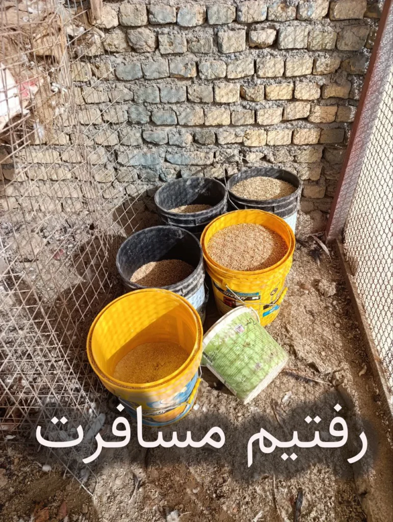 دان برای کبوترها